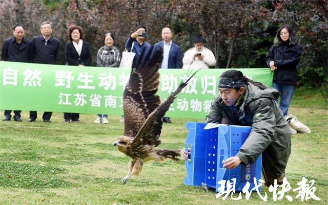 "黑鸢5号：跨越六千里回归南京，今年我们将飞翔到哪里?"