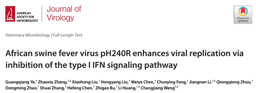 "非洲猪瘟病毒pH240R抑制I型干扰素信号通路，加强病毒复制效率"