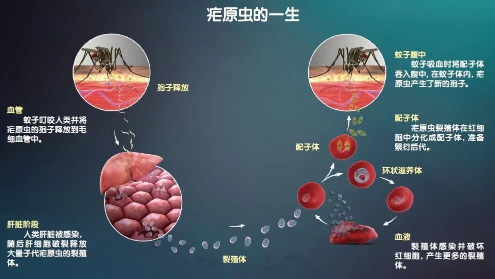 "小蚊子：如何通过网络技术影响我们"