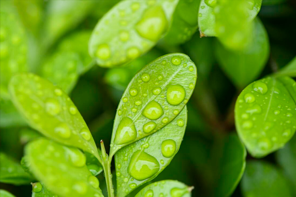 "谷雨时节温馨提醒：家人的健康离不开一碗粥的滋养！"