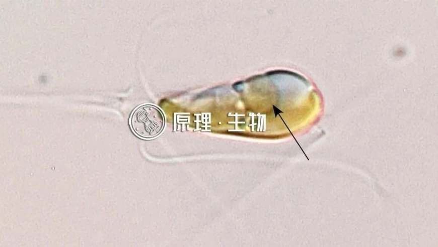 探索第一个固氮细胞器：揭示生命的神秘奥秘