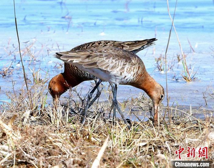 "黑尾塍鹬出没在神秘的内蒙古西拉木伦河畔，上演精彩捕鱼戏码"