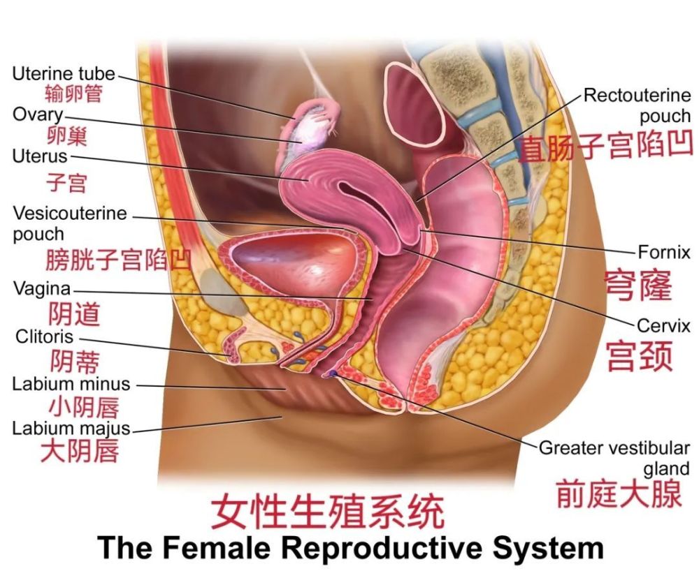 "为什么腹部堆积过多的脂肪会对女性健康造成威胁？医生提醒，保持腹部适宜的脂肪量很重要！"