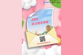 盛放!2024武汉樱花最新预报发布!