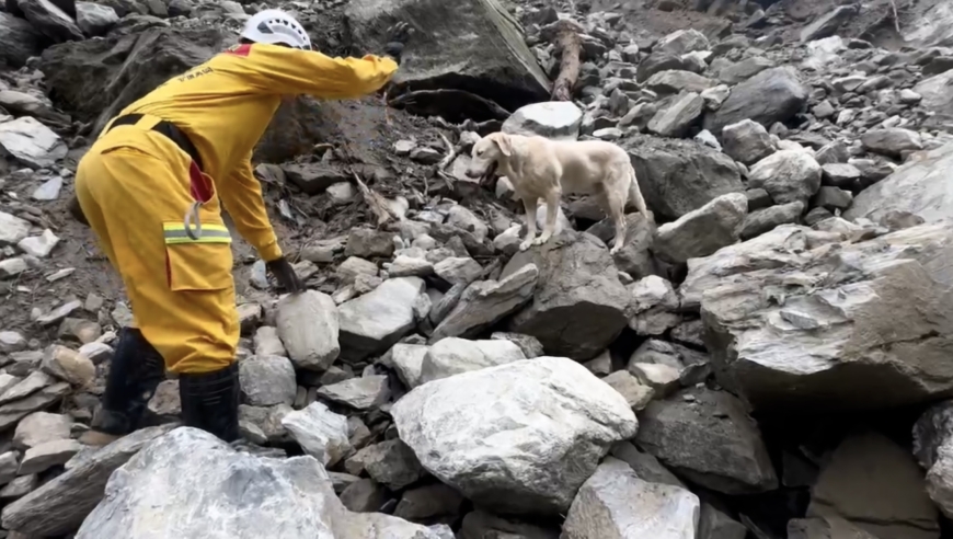 警犬友善过度：为何被解雇却能拯救生命？台湾地震后，搜救犬以其出色表现展现了人类与动物之间的深厚情谊。