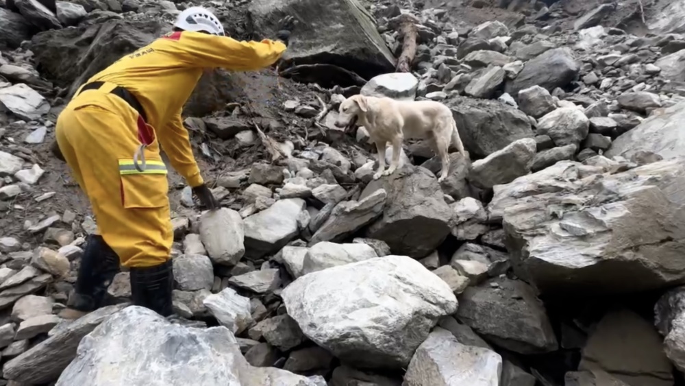 "警犬友善过度：为何被解雇却能拯救生命？台湾地震后，搜救犬以其出色表现展现了人类与动物之间的深厚情谊。"