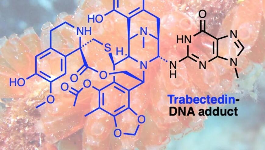 治愈癌症的关键自然化合物终于被发现：科学家揭示其工作原理