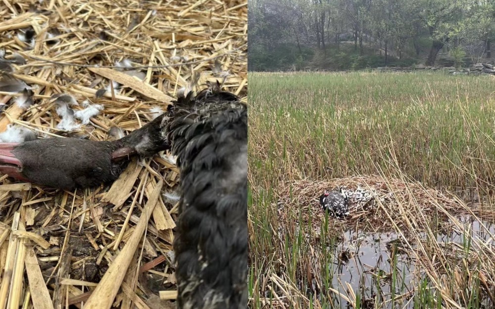 "圆明园黑天鹅夫妇之死：神秘的凶手调查，近亲狩猎的历史疑云"

如何改进：

1. "犯罪揭秘：圆明园黑天鹅夫妇死亡背后的秘密"
2. "邪恶势力潜伏：黑天鹅夫妇背后的疑点揭开，一起探寻真相"
3. "凶案现场：一起从圆明园黑天鹅夫妇之死中揭示的神秘案件"
4. "重现历史：详细解析黑天鹅夫妇的死亡原因与疑点，寻找真相"