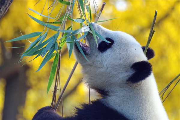 网页编辑的智慧：关于梦到熊猫宝宝的解读与预测