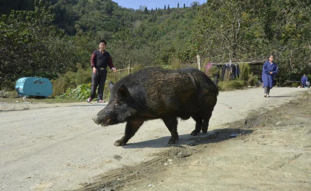 "重庆惊现狂野猪，引发村民恐慌：为何称其比虎更危险?"