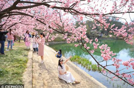 沐浴春风，花开满城——探寻南京：樱花烂漫的春天美景尽收眼底