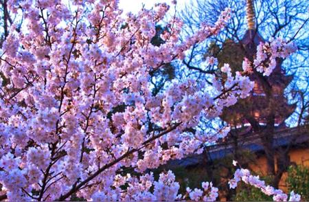 日出前的鸡鸣寺：传统与现代交融的新樱花季，你准备好探索了吗？