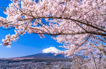 日本2024年樱花绽放计划提前开启：让你领略小众绝美的樱花胜景