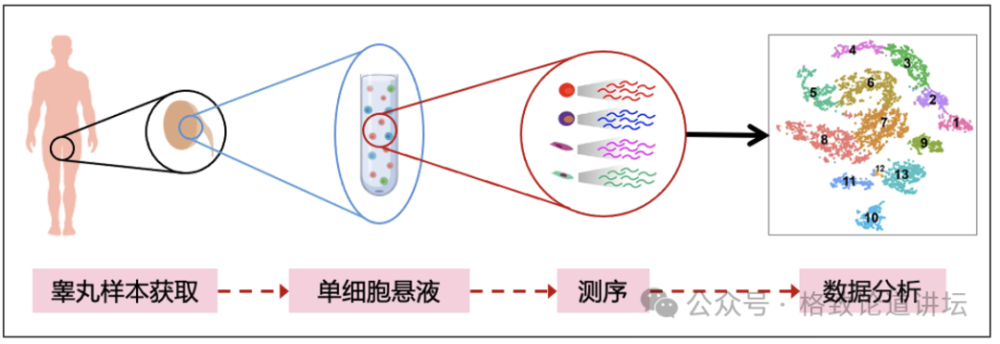 "深入剖析：不孕不育与性别角色认知的关联性<br>作为一名专业的网络，我深信一个事实：无论男女，任何可能导致不孕不育的原因都是复杂的，而女性在其中扮演着重要的角色。然而，对于许多男性来说，他们可能并没有充分理解女性不孕不育的问题。<br>据世界卫生组织的数据，全球有近2亿人处于不孕不育的状态。这是一个涉及生育能力的所有方面的问题，包括男性的生殖健康、精子质量、精子数量和活动力等。在女性方面，主要问题是排卵障碍和子宫内膜异位症。<br>这意味着，尽管男性和女性都可能存在某些原因导致不孕不育，但它们的根源往往取决于特定的性别角色刻板印象和缺乏对性功能健康的充分理解和认识。<br>因此，我们需要向所有男性传达这样一个信息：女性并非不孕不育的主要受害者，而是背后的重要支持者。女性可以贡献她们的劳动力、照顾子女以及照顾其他家庭成员的能力，这些都是男性无法或不愿意做到的。<br>让我们一起提高男性对女性不孕不育问题的认识，使我们更愿意采取积极的措施来解决这个问题。只有这样，我们才能真正实现性别平等，让每个生命都有其应有的价值。