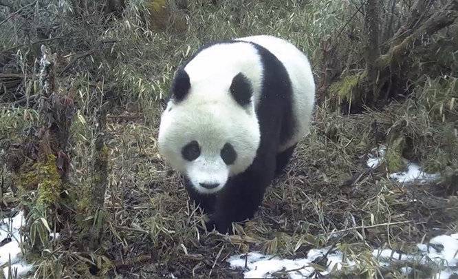 "红外相机拍摄：动态揭秘多段罕见野生大熊猫生活场景，精彩不容错过！"