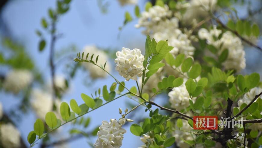 赏心悦目的槐花美景，背后的食用讲究——「又闻槐花香，不可乱食」