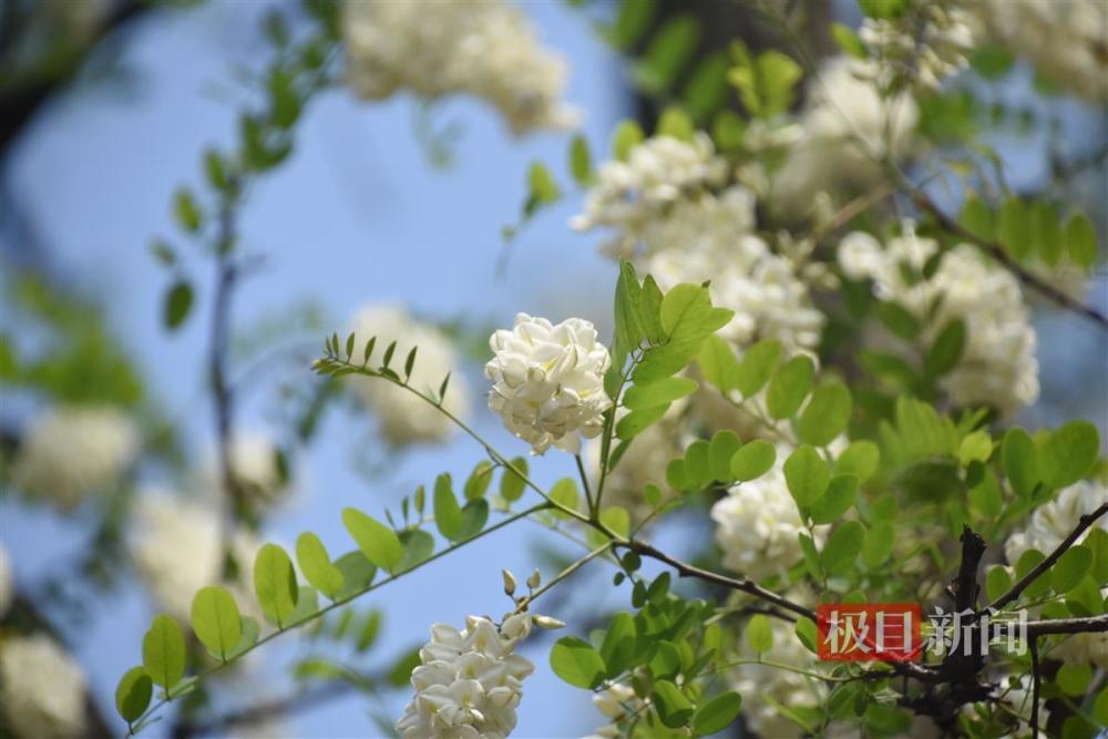 "赏心悦目的槐花美景，背后的食用讲究——「又闻槐花香，不可乱食」"