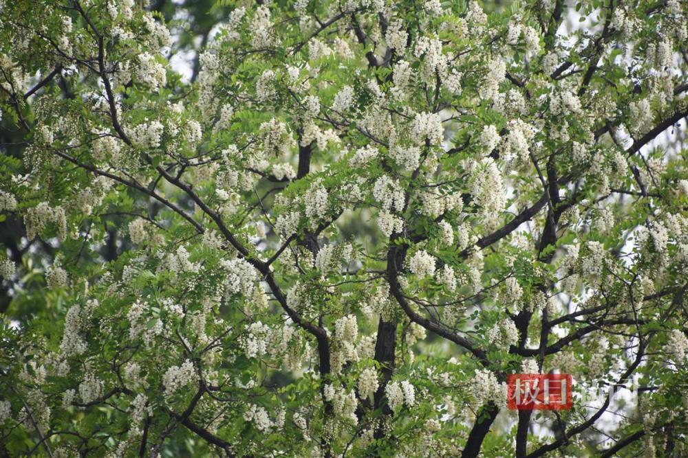 "赏心悦目的槐花美景，背后的食用讲究——「又闻槐花香，不可乱食」"