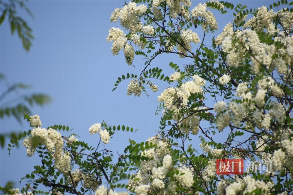 "赏心悦目的槐花美景，背后的食用讲究——「又闻槐花香，不可乱食」"