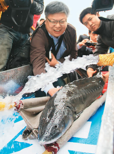 "中华鲟放流纪实：探索水域生态的壮丽历程"