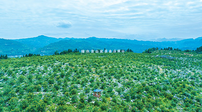 "寻找道地中药——走进四川的石缝仙品世界"

"从深山的石缝中寻觅：探访四川地道中药，领略其独特魅力"