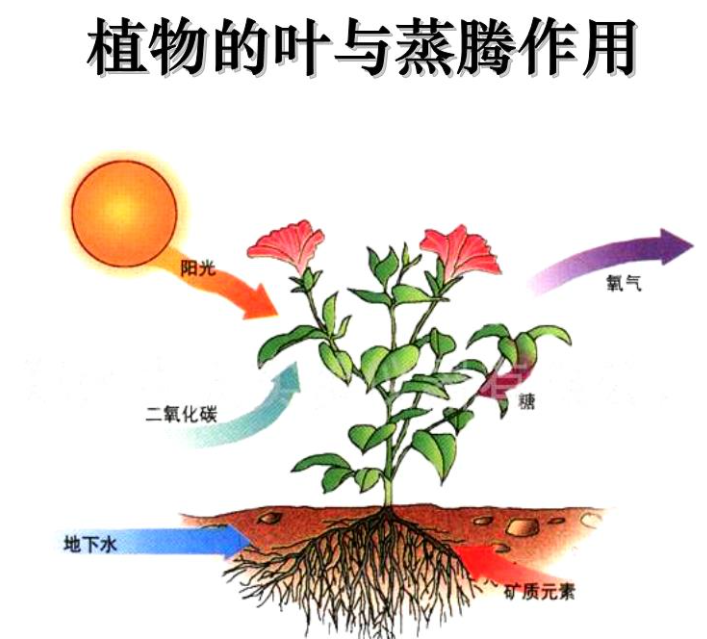 "植物的排泄：揭秘生命的奥秘"