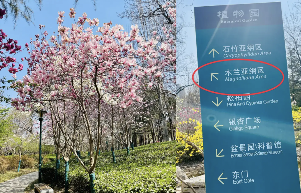 "学龄前认字：并非超前学习，而是顺应教育规律的一步跨"