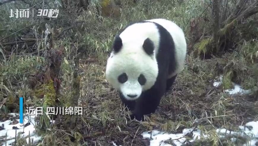 小熊猫玩闹时罕见一嘴，红外相机捕捉到它独特的萌态瞬间