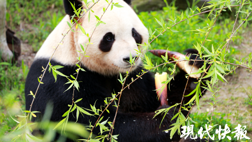 春笋破土而出，龙凤胎熊猫推出‘甜蜜’新品：新奇拼盘与互动游戏等着您探索！