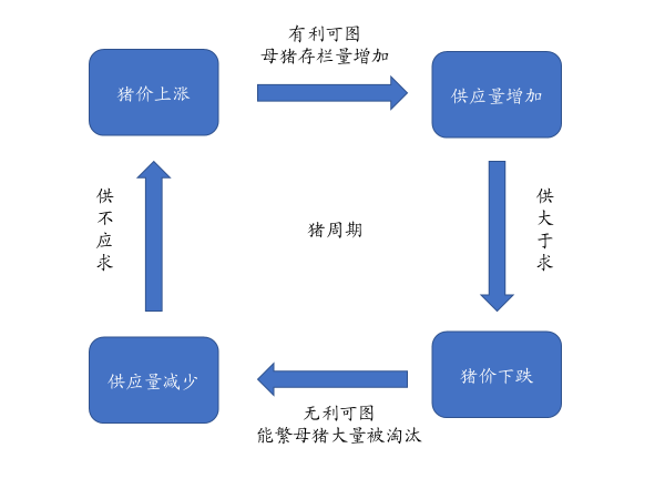 "策略引导：掌握猪周期节奏的关键技巧"