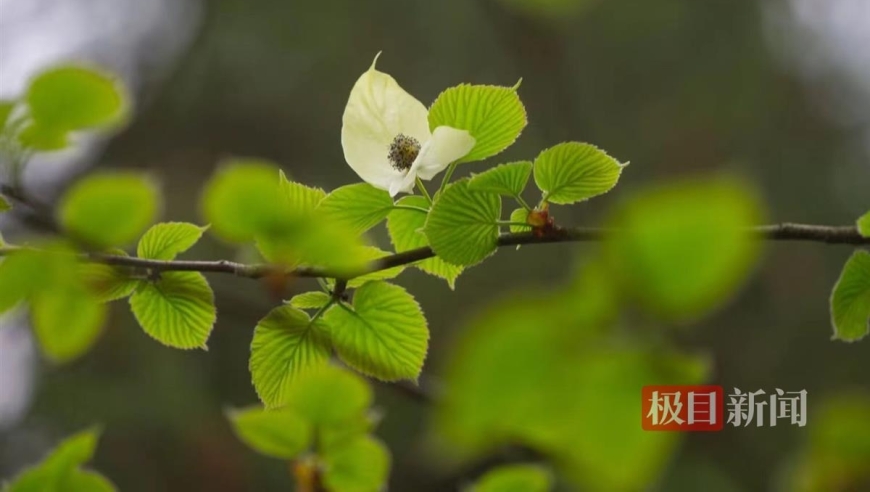 在昆虫的世界中，若白鸽翩翩起舞的景象并非白色——‘植物活化石’的魅力尽现