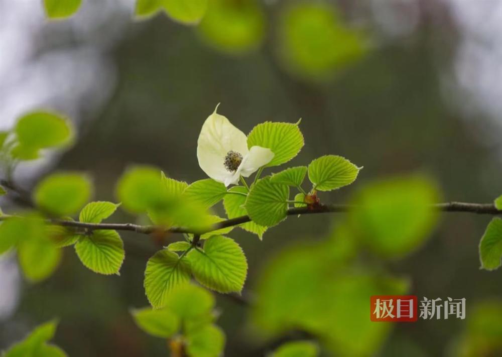 "在昆虫的世界中，若白鸽翩翩起舞的景象并非白色——‘植物活化石’的魅力尽现"