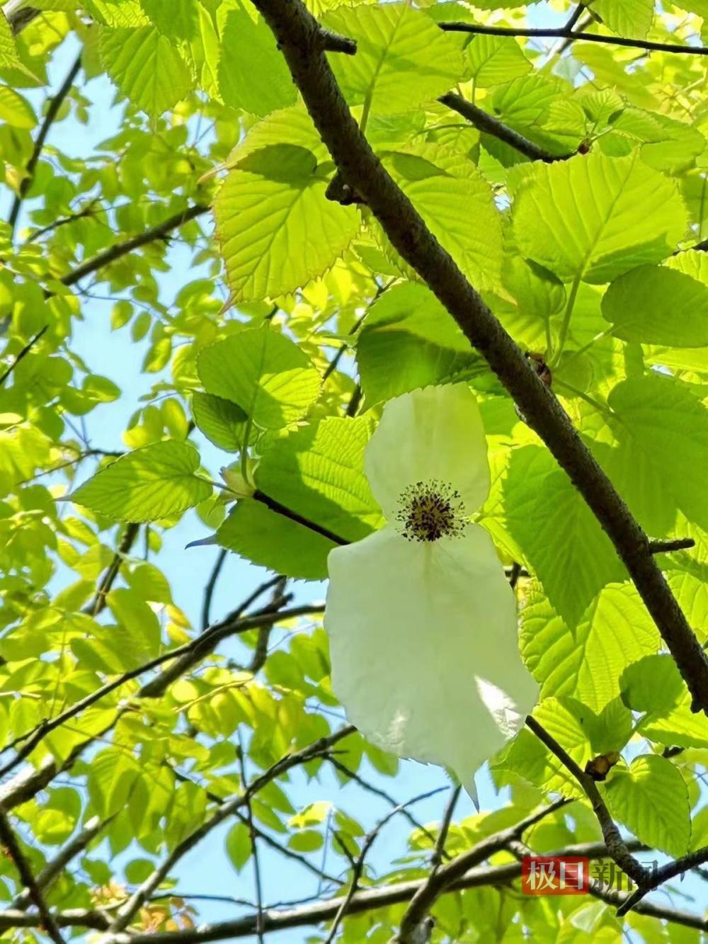 "在昆虫的世界中，若白鸽翩翩起舞的景象并非白色——‘植物活化石’的魅力尽现"