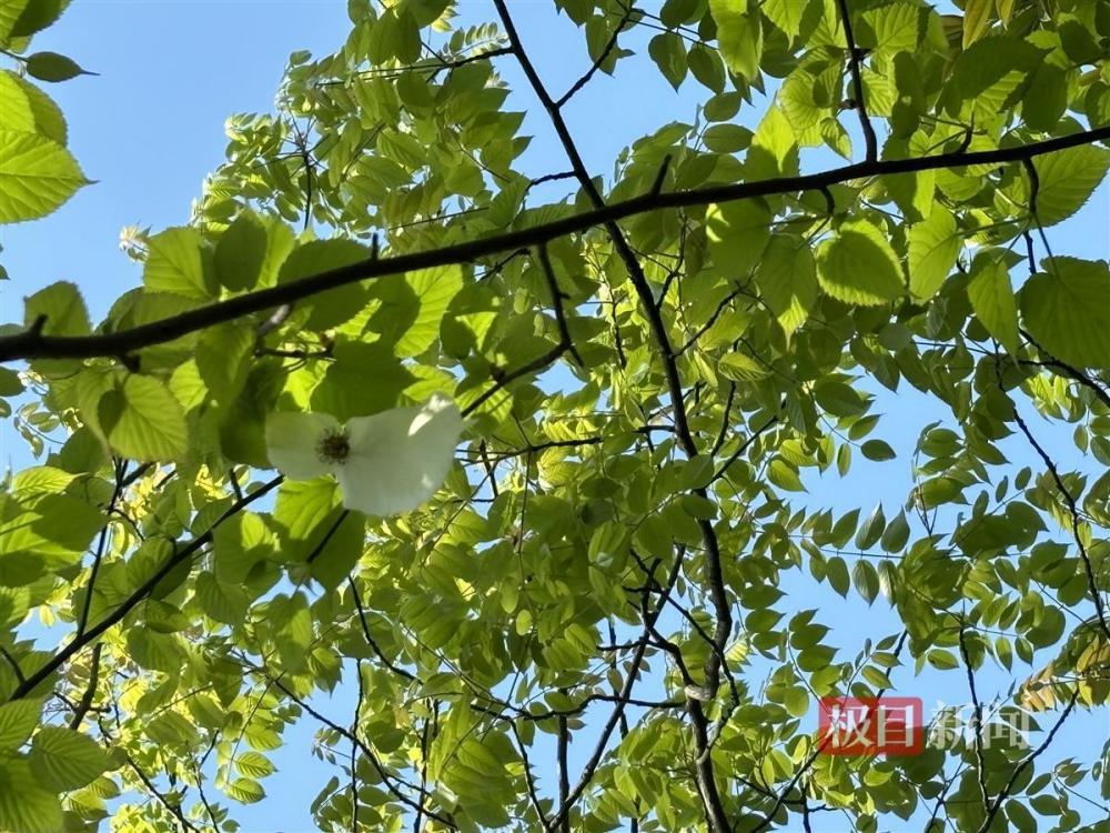 "在昆虫的世界中，若白鸽翩翩起舞的景象并非白色——‘植物活化石’的魅力尽现"