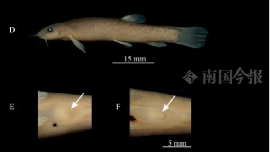 柳州市现新型水产资源——安东岭鳅新物种的发现与研究