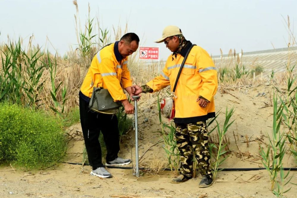 "世界首条沙漠铁路环线的绿色植物：我们的努力与影响"