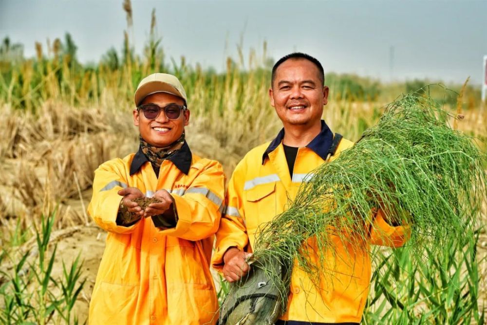 "世界首条沙漠铁路环线的绿色植物：我们的努力与影响"