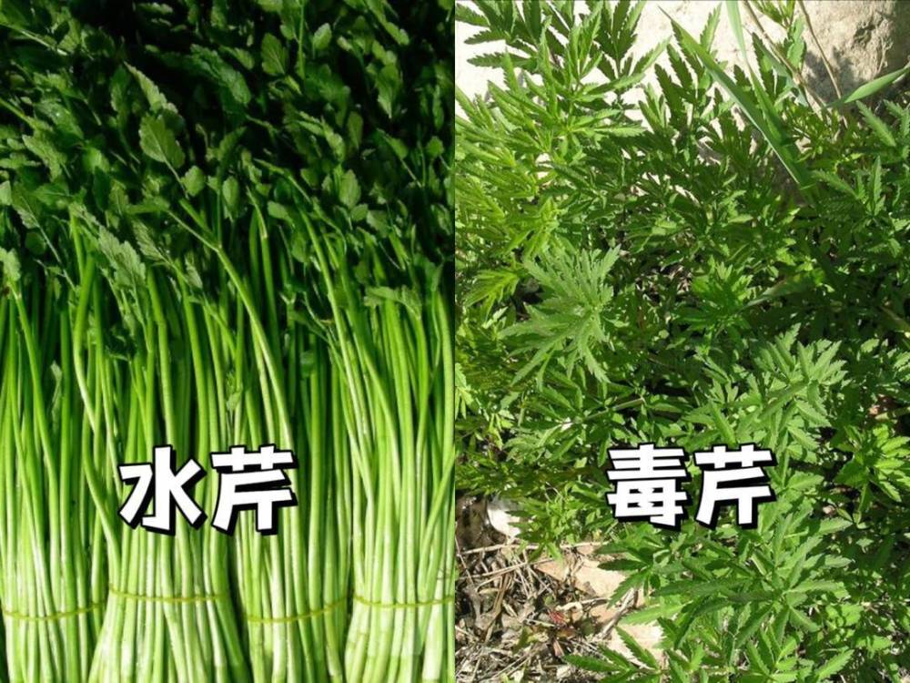 "春季慎食：警惕可能存在的有毒野菜，保护自己和家人健康"