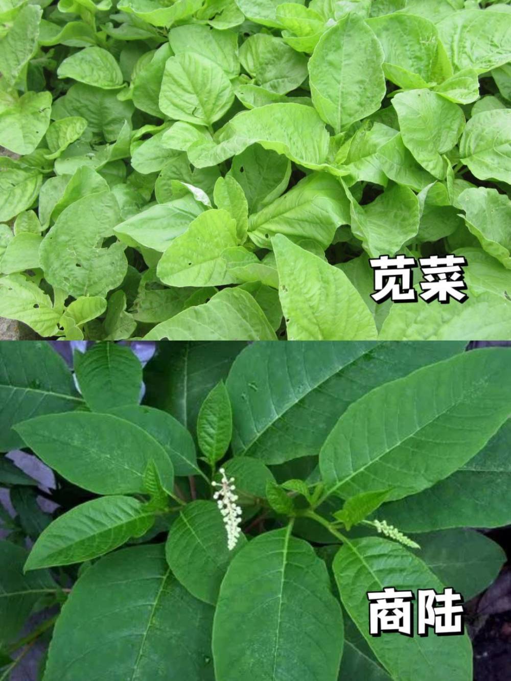 "春季慎食：警惕可能存在的有毒野菜，保护自己和家人健康"