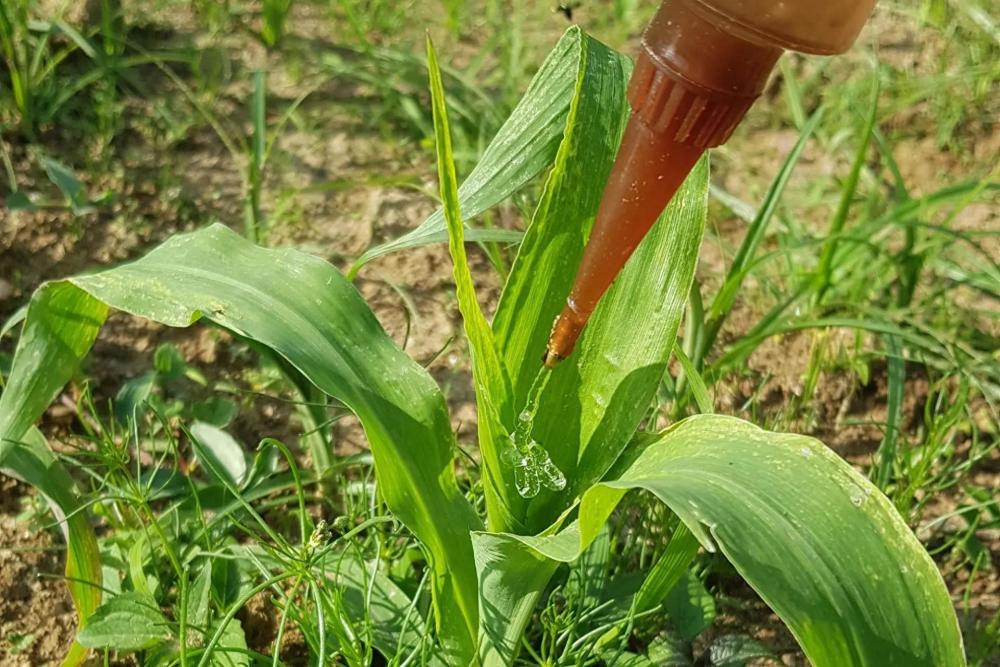 "探究生态友好的农业解决方案：使用蠕虫替代有毒农药的探讨"