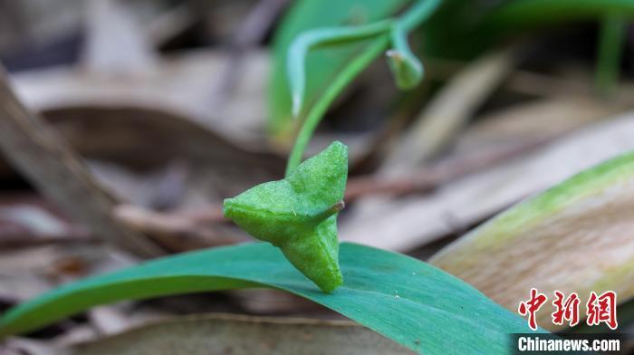 "南岳老鸦瓣植物新成果：进入结果期，分布范围不断扩大！"