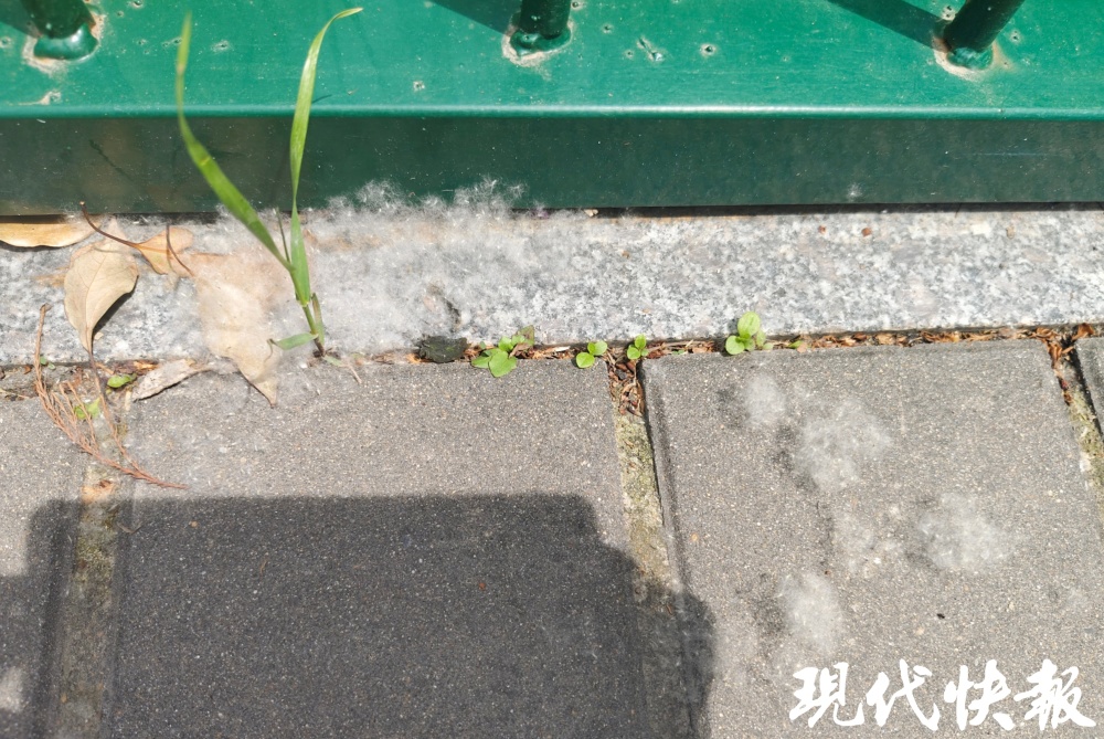 "警惕花粉和柳絮，了解过敏性鼻炎患者的注意事项"