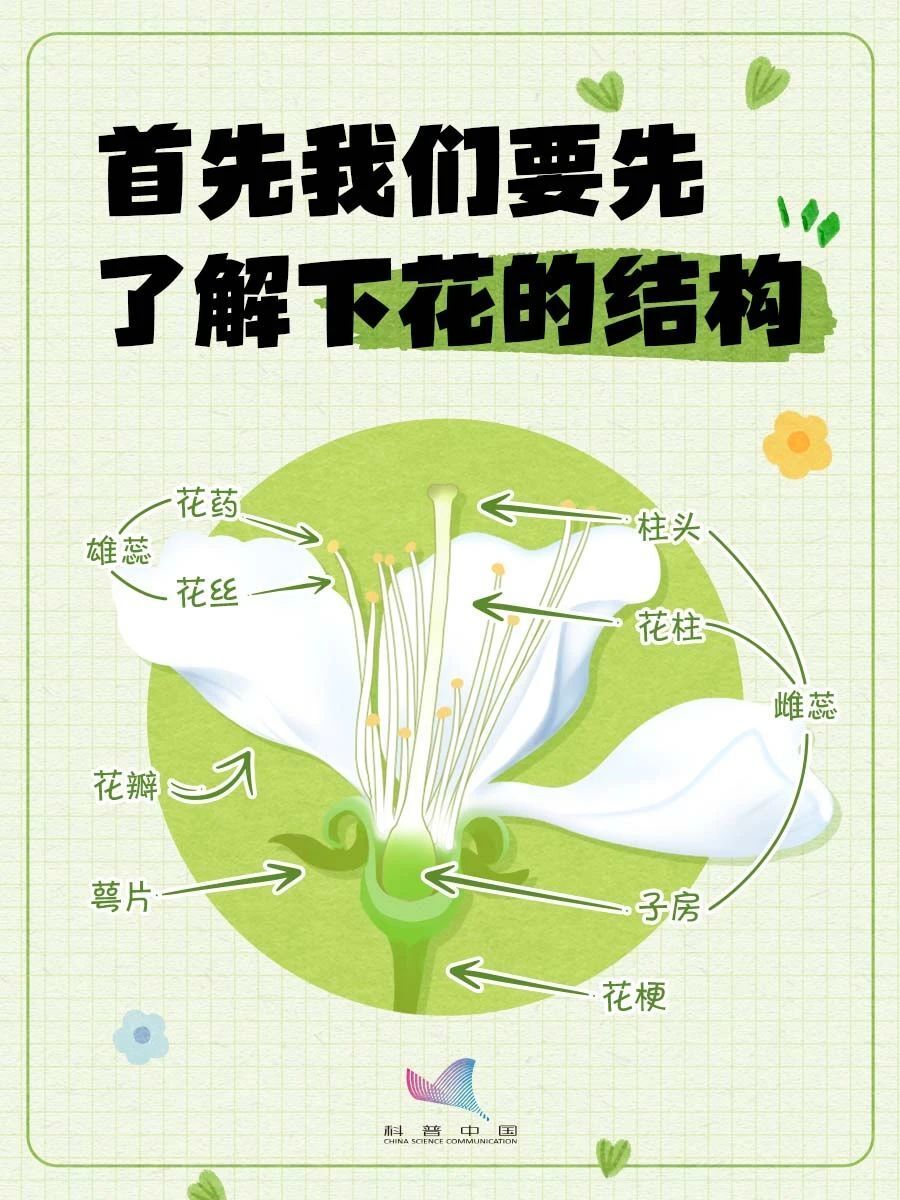 "【简单指南】又到了识别各类植物的超级手册，让你轻松学识各种花卉的魅力"