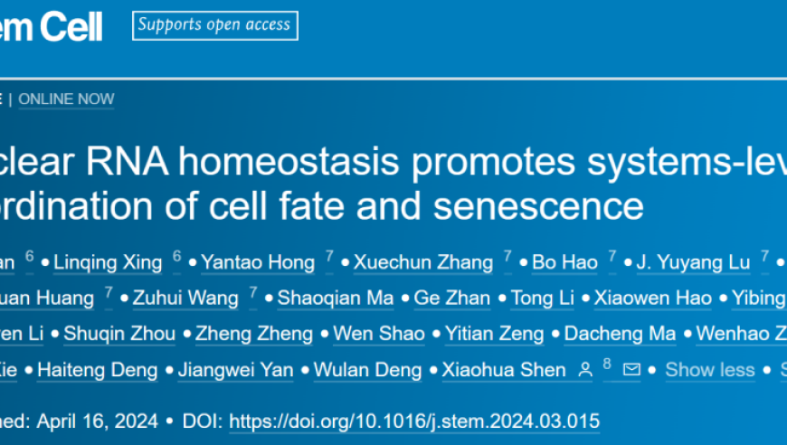 清华大学沈晓骅团队揭示细胞核RNA稳态系统协调功能与延缓衰老的全新机制