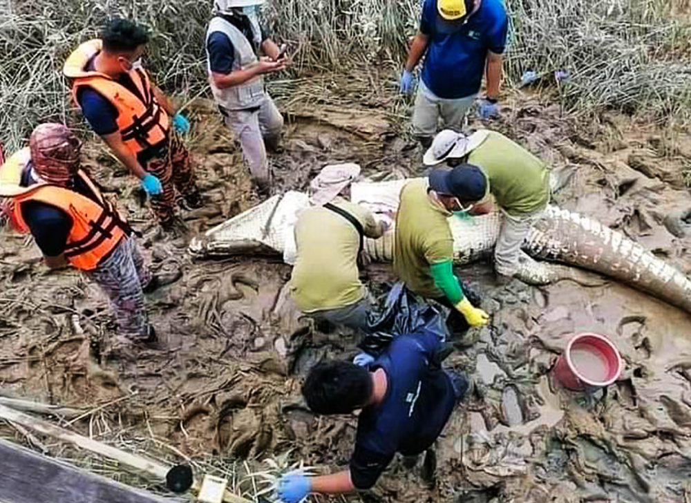 "罕见！马来西亚渔民成功捕获全球最长的食人鳄，有怎样的凶残实力？小男孩遭袭击事件令人深思"