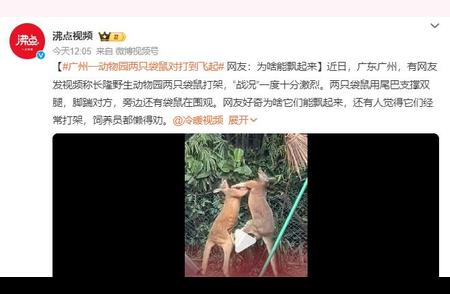 广州动物园惊险飞起：一对袋鼠对战竟能如风般翻滚至空中？网友热议为何能飘起来？