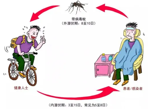 "让你了解登革热：症状、预防与治疗指南"