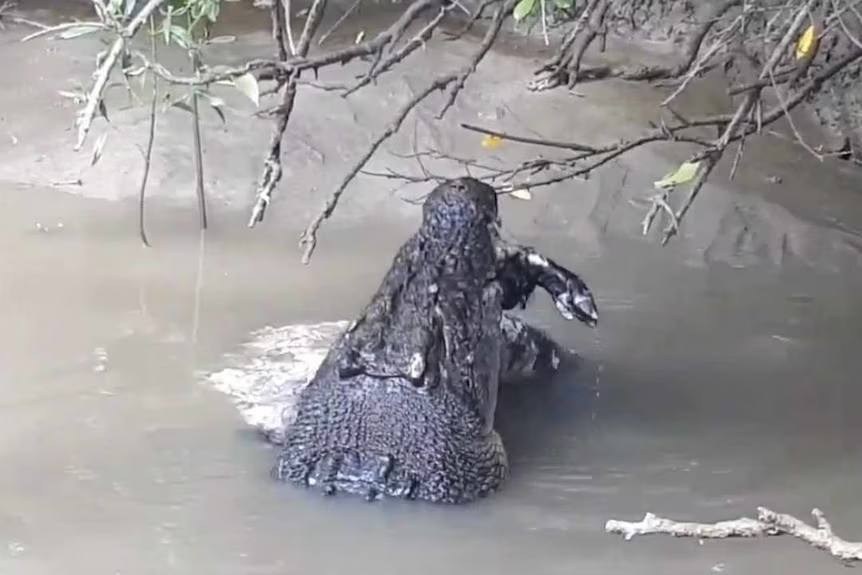 "揭秘：一种罕见的生物特征——鳄鱼吐出的‘毛球’包含各种动物毛发"