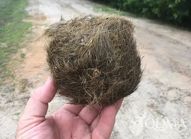 "揭秘：一种罕见的生物特征——鳄鱼吐出的‘毛球’包含各种动物毛发"