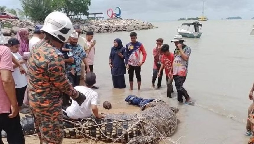 惊人事件：百年来最惨重的海湾鳄屠杀：二十年致死450人，我们该如何应对这种生物的威胁？